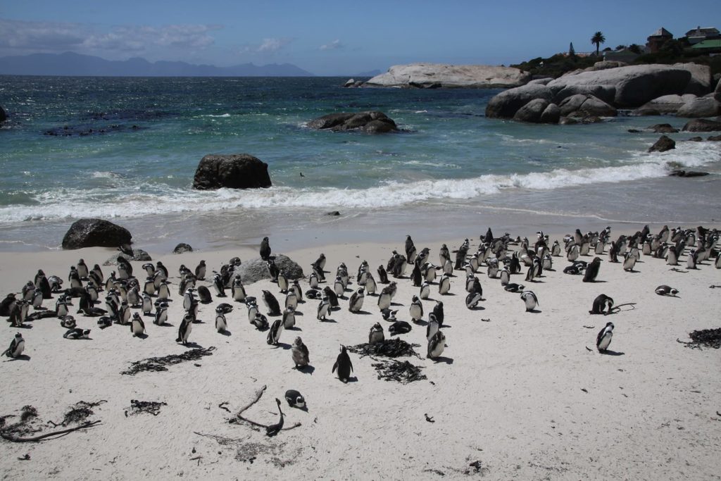 Attitude Production Locations - South Africa
