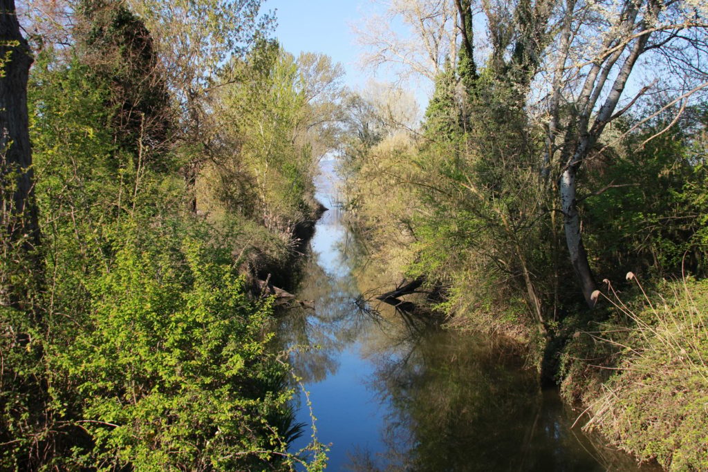 Wild - Nature